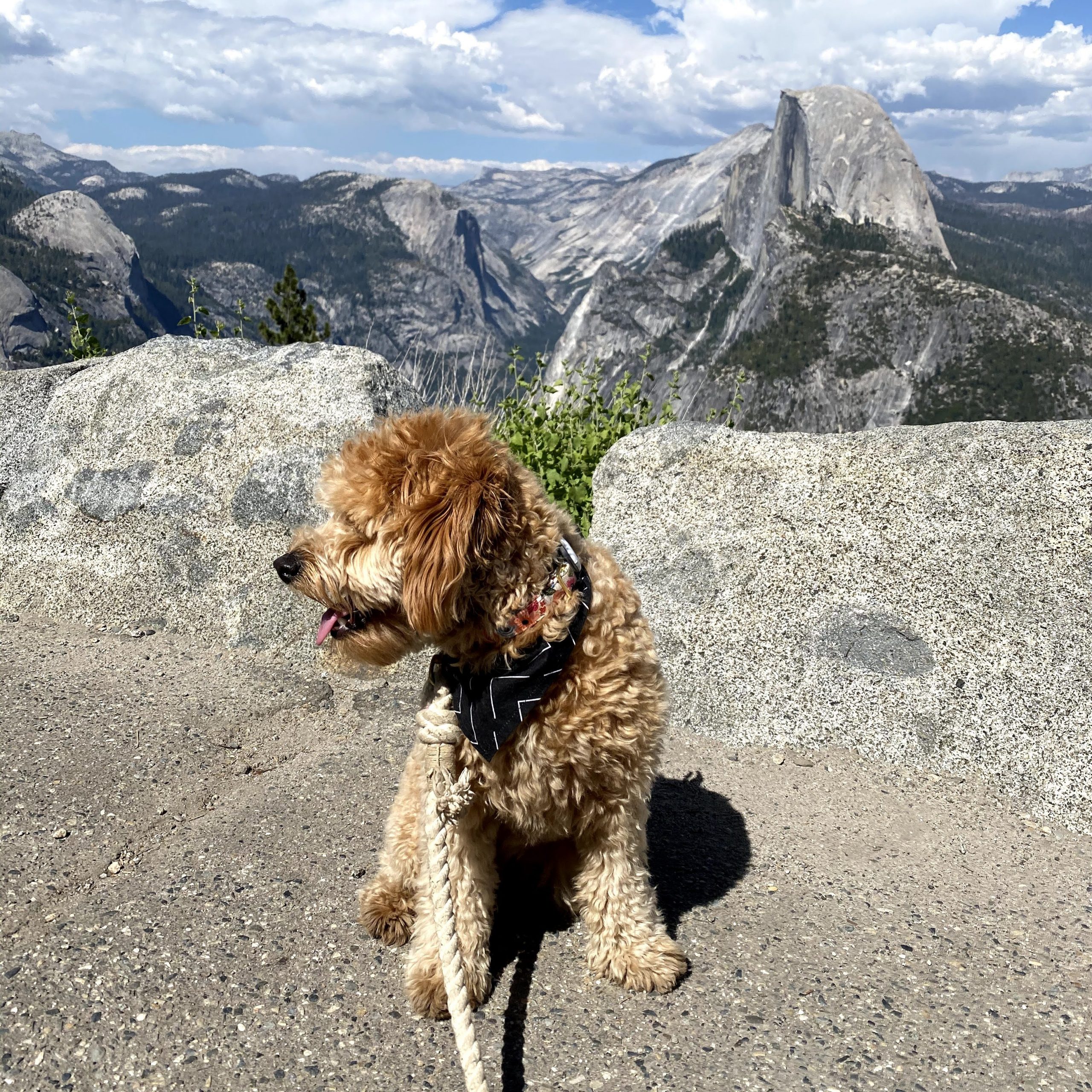 is glacier point dog friendly